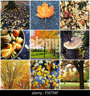 Collage aus neun Herbstfotos Natur. Quebec, Kanada. Stockfoto