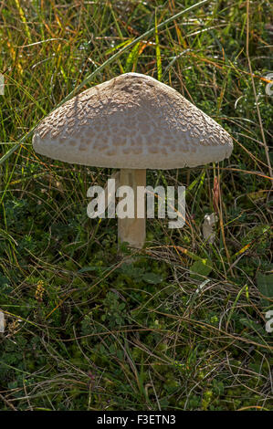 Ein großer Pilz gefunden auf Grünland essbar mit einem ausgezeichneten Geschmack Stockfoto