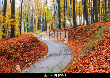 Straße in Buche Herbstlandschaft in Ungarn Stockfoto