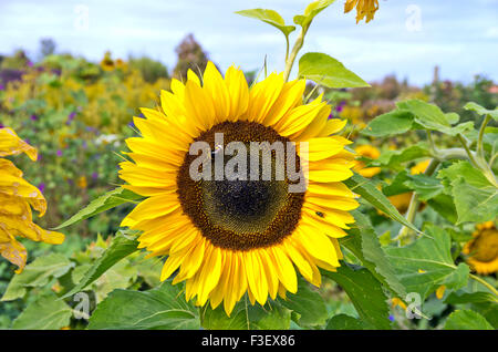 Eine einzelne Sonnenblume und Hummel. Stockfoto