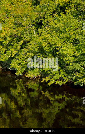 Reflexionen der bewaldeten Bank in den Fluss Wye im Frühherbst Stockfoto