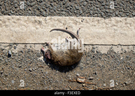 Road Kill, braune Ratte, getötet auf Straße Stockfoto