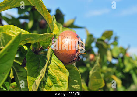 Foto von gemeinsamen Mispel wächst auf einem Baum Stockfoto