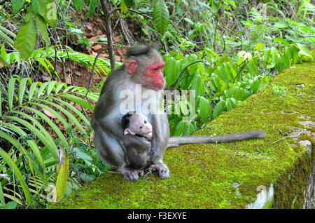 Affe mit seiner baby Stockfoto