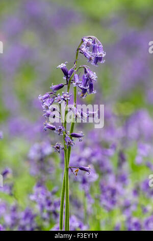 Glockenblumen (Hyacinthoides non-Scripta) wächst in einem Laubholz in Norfolk, England Stockfoto