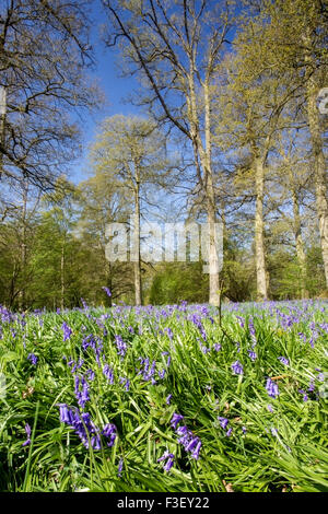 Glockenblumen (Hyacinthoides non-Scripta) wächst in einem Laubholz in Norfolk, England Stockfoto