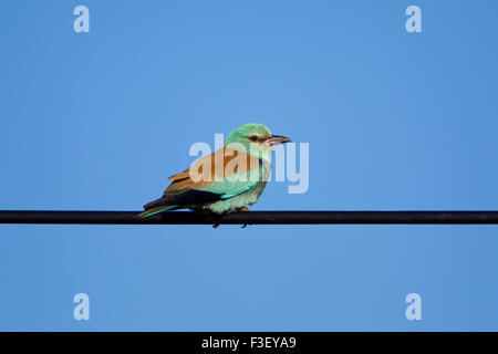 Blauracke (Coracias Garrulus) thront auf Draht, Extremadura, Spanien Stockfoto