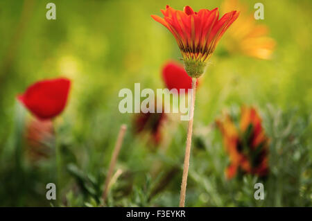 Orange und rote Blumen blühen unter Sonnenlicht Stockfoto