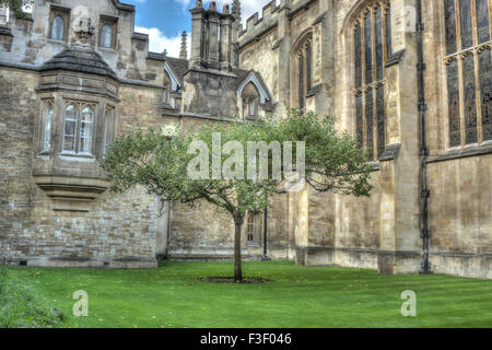 Newton Apfelbaum, Trinity College in Cambridge Stockfoto