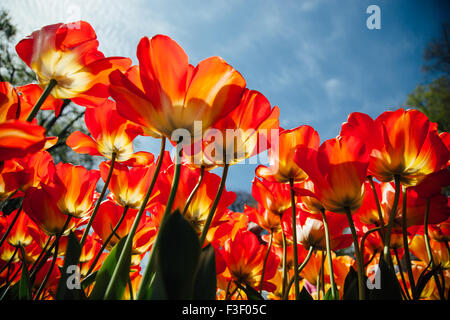 Rote offene Tulpen mit sonnigen blauen Himmel Stockfoto