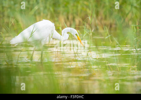 Der Silberreiher (Ardea Alba) Angeln im Schilf. Stockfoto