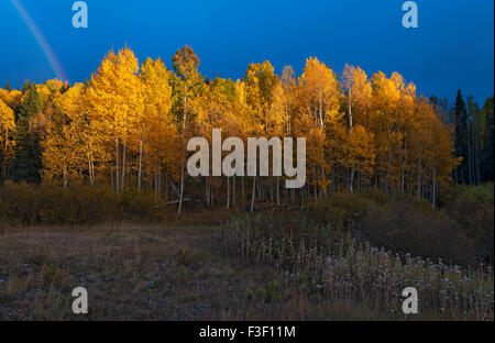 Espe Bäume in der Nähe von Telluride, Colorado Stockfoto