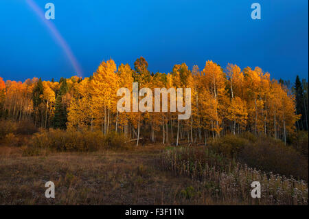 Espe Bäume in der Nähe von Telluride, Colorado Stockfoto