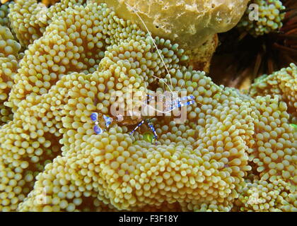 Unterwasser Meerestiere, eine gefleckten Putzergarnelen Periclimenes Yucatanicus auf einer Anemone, Karibik Stockfoto