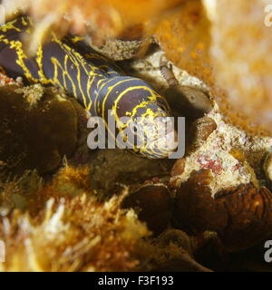 Marine Unterwasserwelt, Kette Muräne, Echidna Catenata, Karibik, Mexiko Stockfoto