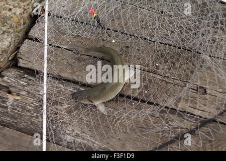 Fisch Stenodus Leucichthys Fang Stockfoto