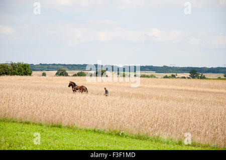 Altmodische Pferd Pflügen im Weizenfeld - Polen Stockfoto