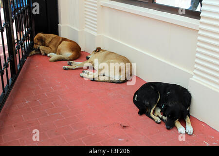 Schlafende streunende Hunde außerhalb in Istanbul Stockfoto