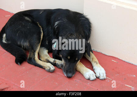 Schwarzes Haar streunenden Hund schlafen draußen in Istanbul Stockfoto