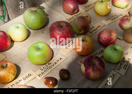 Äpfel auf dem Display an eine italienische Farmers' Market Stockfoto