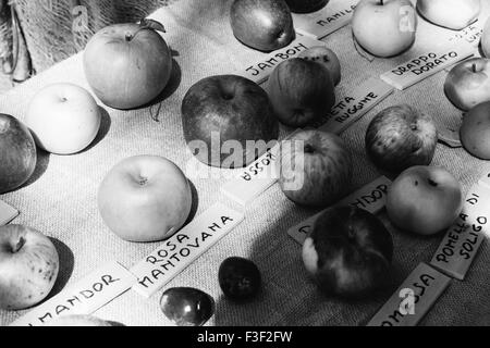 Äpfel auf dem Display an eine italienische Farmers' Market Stockfoto