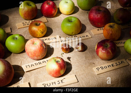 Äpfel auf dem Display an eine italienische Farmers' Market Stockfoto