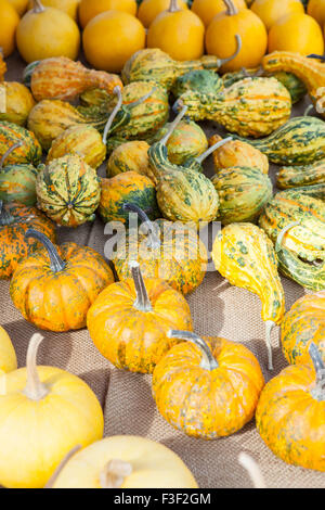 Dekorative und alternative Kürbisse und Zucchini auf dem Display auf einen Bauernmarkt in Italien Stockfoto