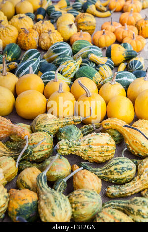 Dekorative und alternative Kürbisse und Zucchini auf dem Display auf einen Bauernmarkt in Italien Stockfoto