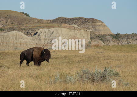 Amerikanische Bisons (Bison Bison), Theodore-Roosevelt-Nationalpark Stockfoto