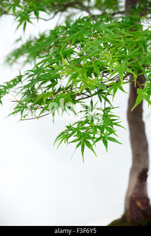 Acer Palmatum Bergahorn. Bonsai-japanische Berg-Ahorn Stockfoto