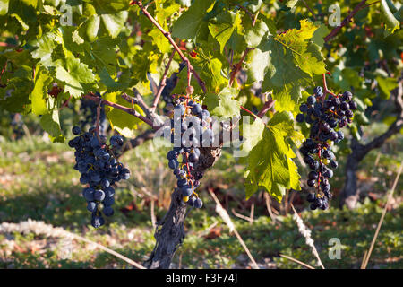 Berühmten Babic Weinberg in Primosten, Kroatien Stockfoto