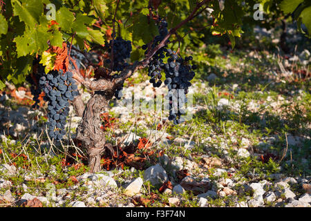 Berühmten Babic Weinberg in Primosten, Kroatien Stockfoto