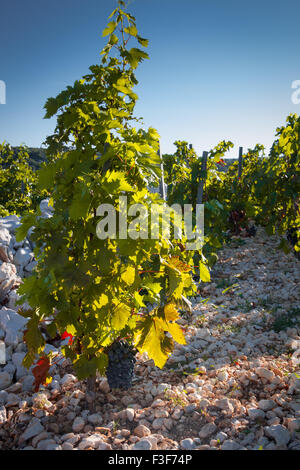 Berühmten Babic Weinberg in Primosten, Kroatien Stockfoto