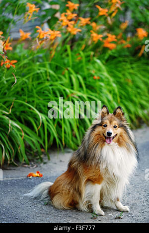 Shetland Sheepdog Hunderasse für einen Spaziergang im Park. Niedliche Haustier. Sheltie auf der Straße. Stockfoto