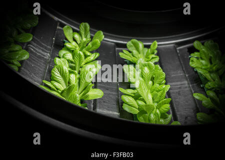 Indoor Anbau von Salat in kreisförmigen Strukturen drehen. Stockfoto