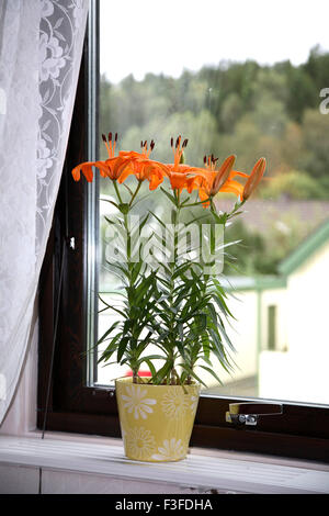 Orange Pixie Lilie Lilium im Topf gehalten am Fenster Stockfoto