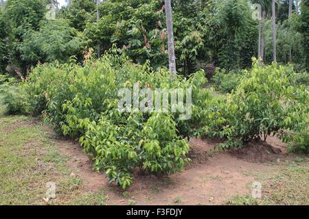 Zimtbäume, Cinnamomum verum, Ceylon-Zimt, Negombo, Colombo, Ceylon, Sri Lanka, Demokratische Sozialistische Republik Sri Lanka, Asien Stockfoto