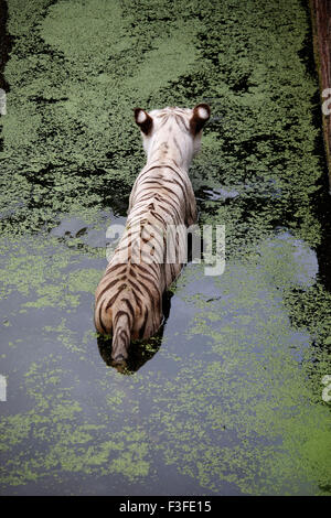 Weißer Tiger, gebleichter Tiger, leukistische Pigmentierung, Bengaltiger, Zoo, Indien, Asien Stockfoto