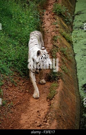 Weißer Tiger, gebleichter Tiger, leukistische Pigmentierung, Bengaltiger, Zoo, Indien, Asien Stockfoto