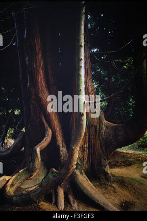 Lawson Zypresse im Westonbirt arboretum Stockfoto