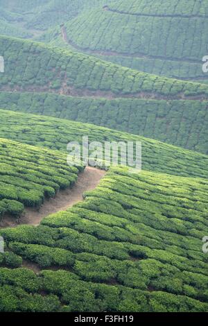 Teepflanzen lateinischen Namen Camellia Sinensis frisches Laub und zarte Blätter; Teegärten in Munnar; Kerala; Indien Stockfoto