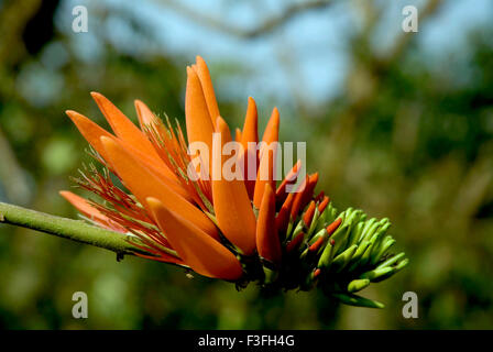 Indischer Korallenbaum Pangara; Lateinischer Name Erythrina indica Stockfoto