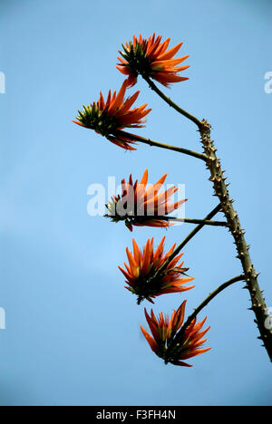 Indischer Korallenbaum Pangara; Lateinischer Name Erythrina indica Stockfoto