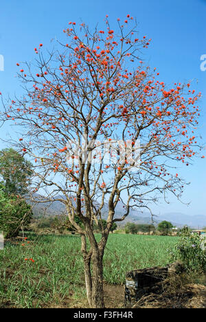 Indischer Korallenbaum Pangara; Lateinischer Name Erythrina indica Stockfoto