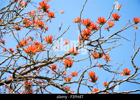 Indischer Korallenbaum Pangara; Lateinischer Name Erythrina indica Stockfoto