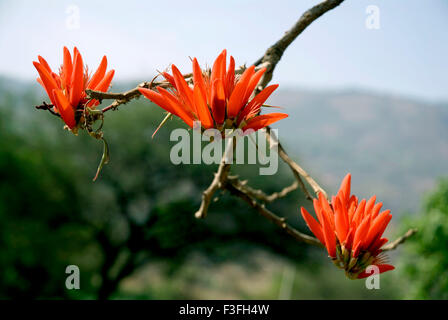 Indischer Korallenbaum Pangara; Lateinischer Name Erythrina indica Stockfoto