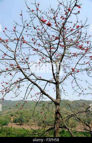 Gemeinsamen Namen rote Seide Baumwolle Baum; Shalmali; Katesavar; Lateinischer Name Salmalia Malabarica; Blüte im Sommer Stockfoto