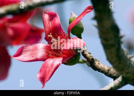 Gemeinsamen Namen rote Seide Baumwolle Baum; Shalmali; Katesavar; Lateinischer Name Salmalia Malabarica; Blüte im Sommer Stockfoto