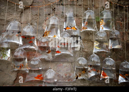 Fisch; Verschiedene Arten von Fischen, die für Verkauf in Plastiktüte gehalten werden; Indien Stockfoto