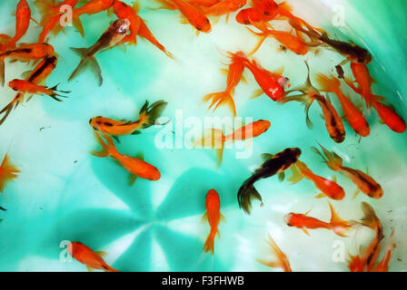 Goldfische; Aquarienfische; Stockfoto